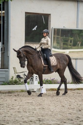 VERKOCHT Zeer knappe Smokey black pre
