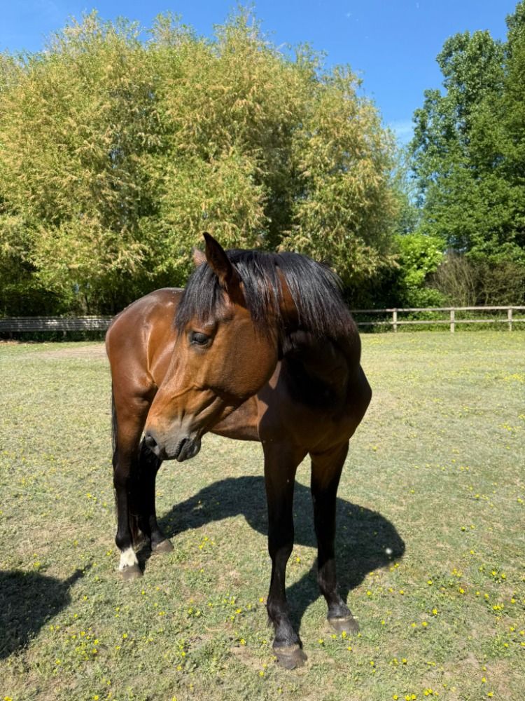 Zangersheide springpaard Hengst 3 jaar Donkerbruin te koop - Foto 2
