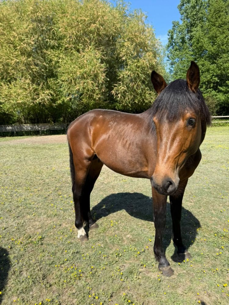 Zangersheide springpaard Hengst 3 jaar Donkerbruin te koop - Hoofdfoto