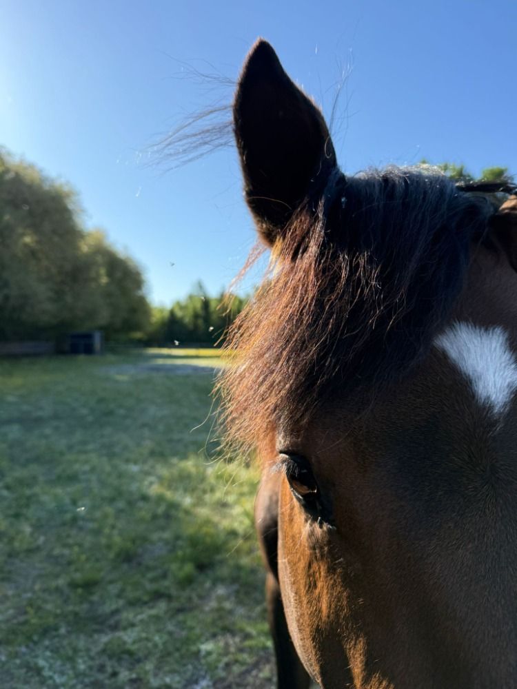 Zangersheide springpaard Hengst 3 jaar Donkerbruin te koop - Foto 3
