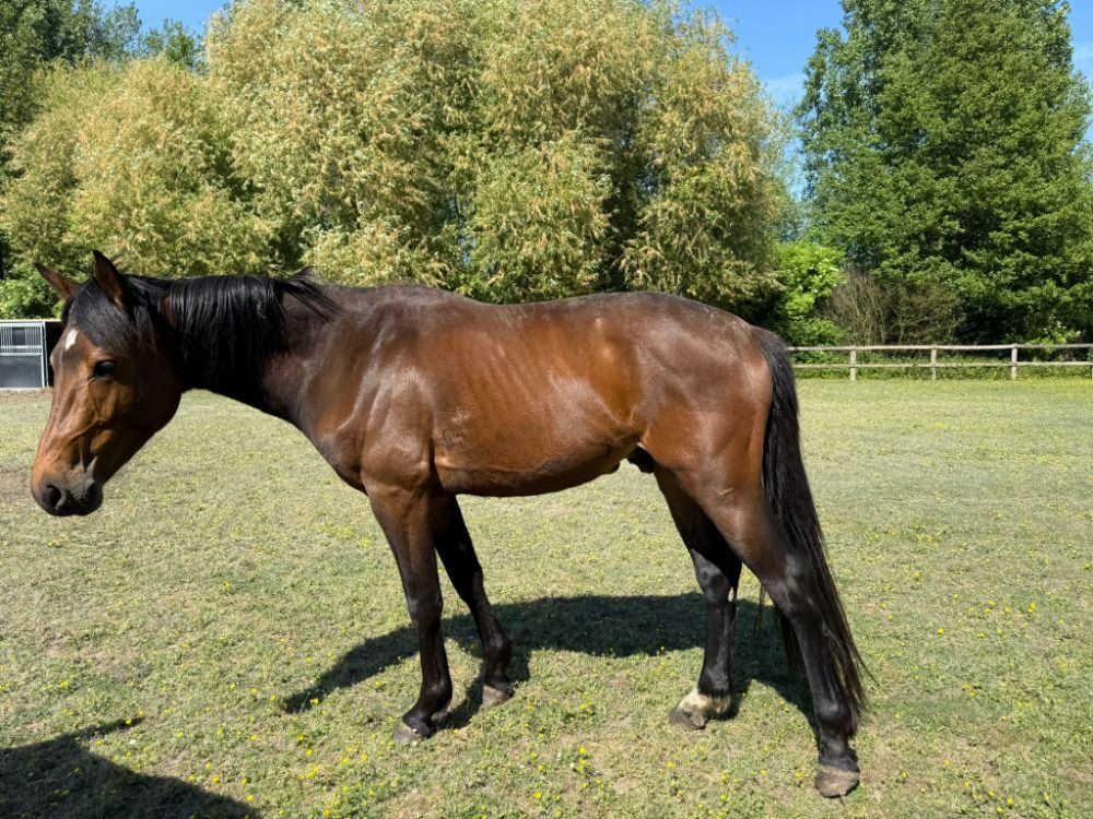 Zangersheide springpaard Hengst 3 jaar Donkerbruin te koop - Foto 4