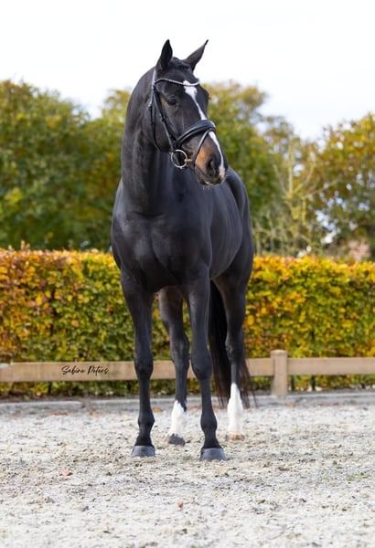 KWPN dressuurpaard Merrie 5 jaar Zwart te koop - Foto 2