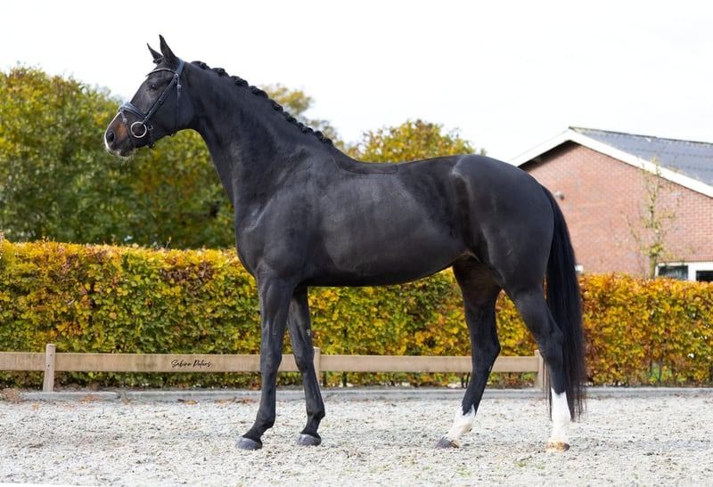 KWPN dressuurpaard Merrie 5 jaar Zwart te koop - Foto 3