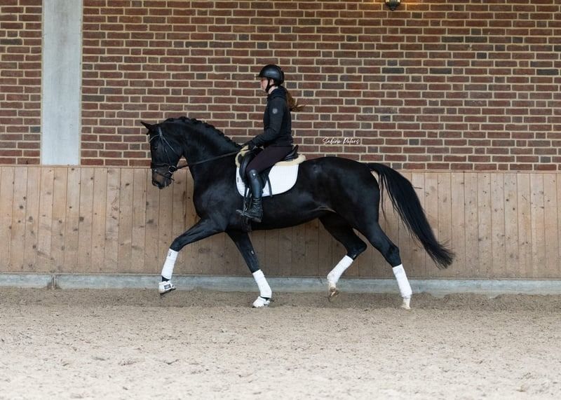 KWPN dressuurpaard Merrie 5 jaar Zwart te koop - Foto 4