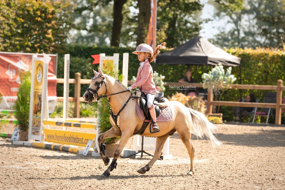 springpony Ruin 8 jaar te koop - Foto 4