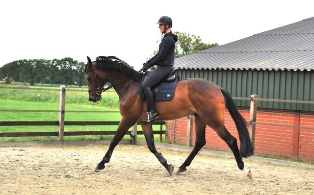 KWPN dressuurpaard Ruin 4 jaar Donkerbruin te koop - Foto 2