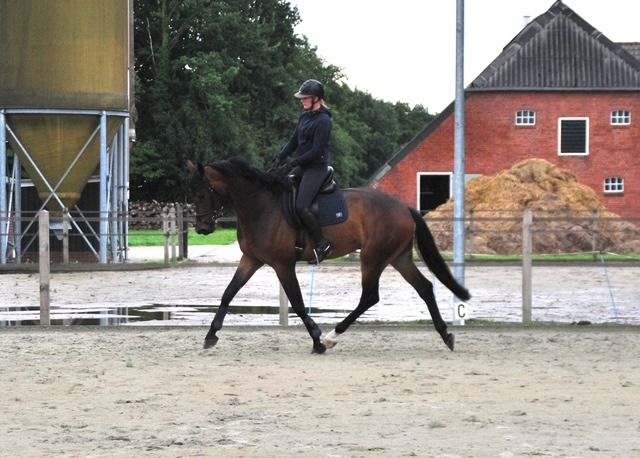 KWPN dressuurpaard Ruin 4 jaar Donkerbruin te koop - Foto 3