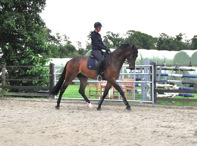 KWPN dressuurpaard Ruin 4 jaar Donkerbruin te koop - Hoofdfoto