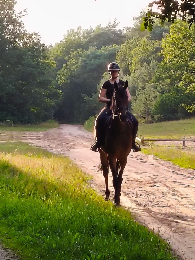 KWPN dressuurpaard Ruin 4 jaar Donkerbruin te koop - Foto 4