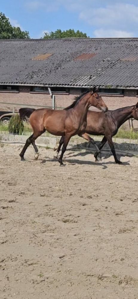 KWPN dressuurpaard Merrie 3 jaar Bruin te koop - Foto 2