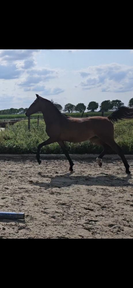 Knappe 3 jarige merrie sir donnerhal