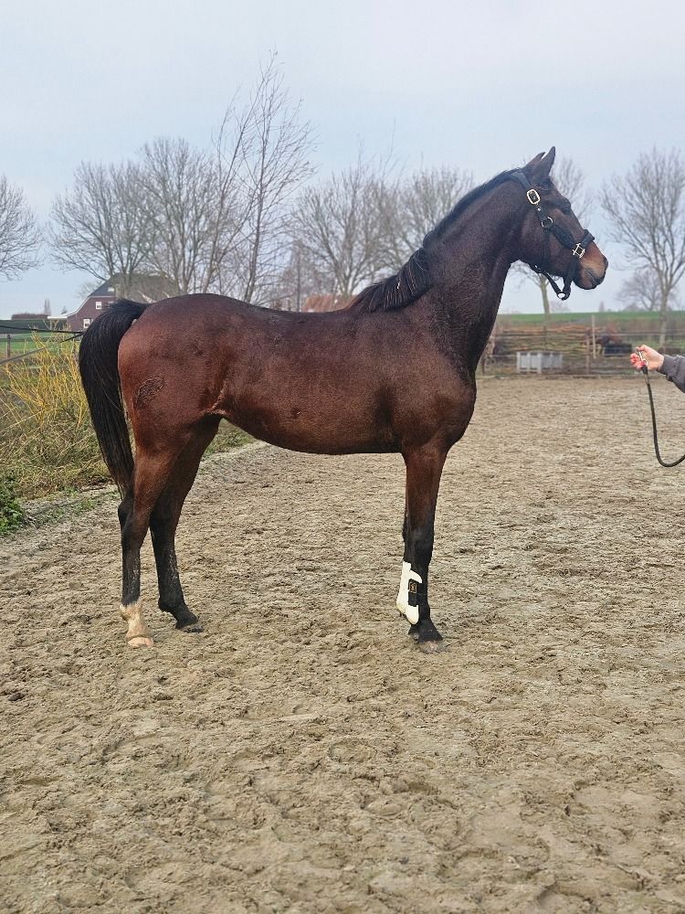KWPN dressuurpaard Merrie 3 jaar Bruin te koop - Foto 4