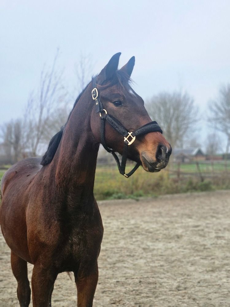 KWPN dressuurpaard Merrie 3 jaar Bruin te koop - Foto 3