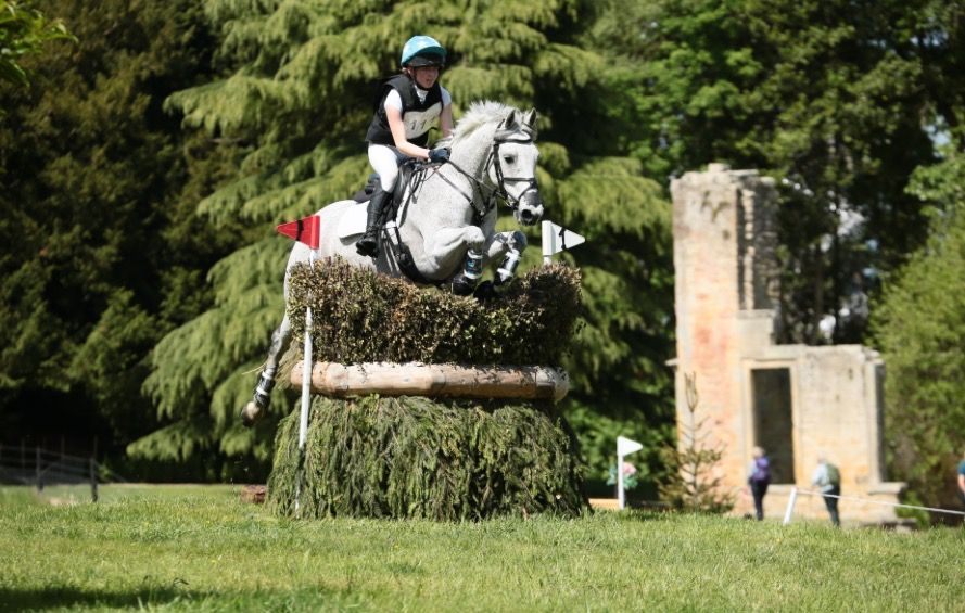 Connemara eventingpony Ruin 11 jaar Schimmel te koop - Foto 2