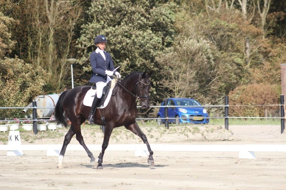 Mooie lieve Dressuur merrie