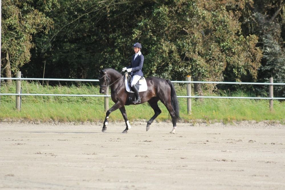 KWPN dressuurpaard Merrie 11 jaar Zwart te koop - Foto 3