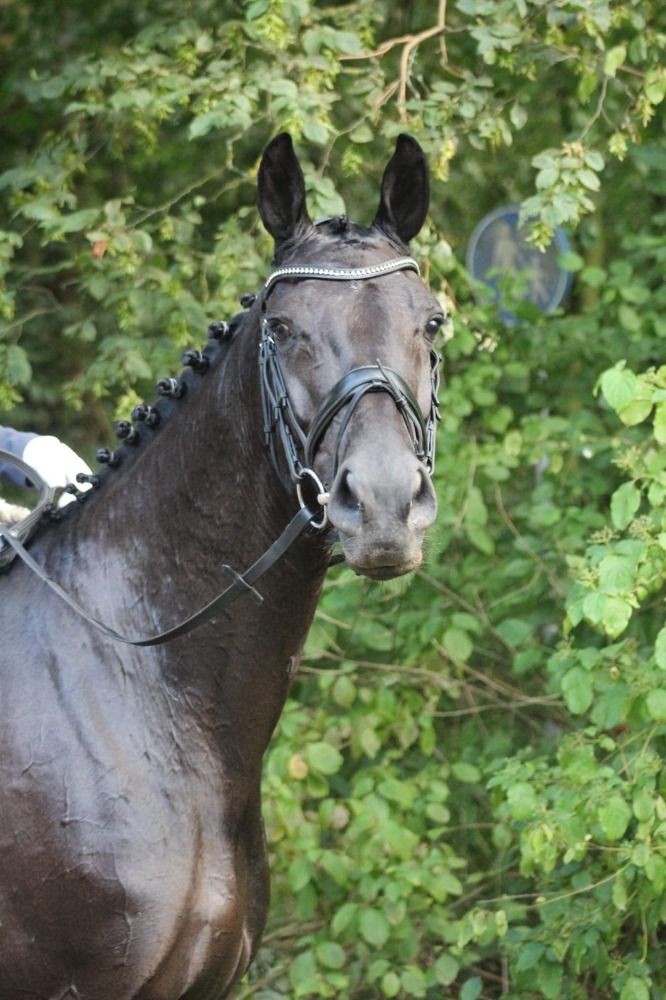 KWPN dressuurpaard Merrie 11 jaar Zwart te koop - Foto 2