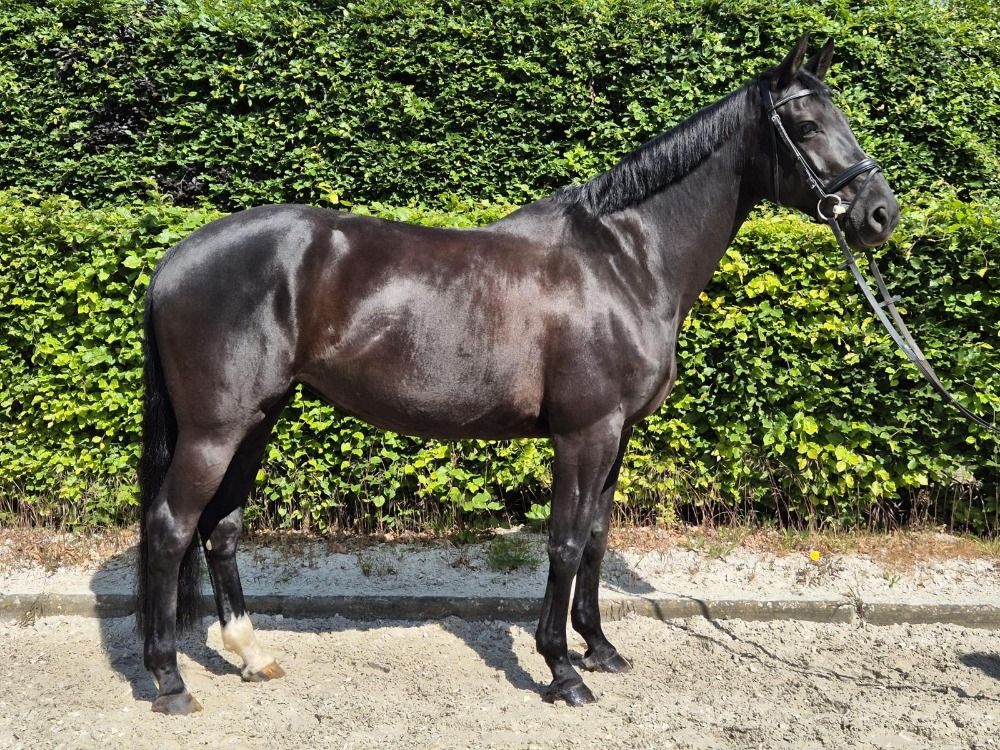 KWPN dressuurpaard Merrie 11 jaar Zwart te koop - Foto 5