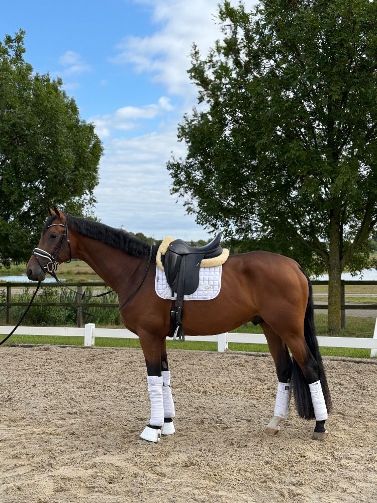 KWPN dressuurpaard Hengst 3 jaar Donkerbruin te koop - Foto 2