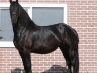 Friesian riproduzione, sella mare 19 anni (nata nel 2007) years old for sale - Photo 6