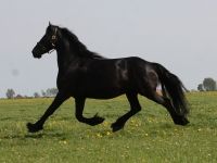 Friesian riproduzione, sella mare 19 anni (nata nel 2007) years old for sale - Photo 4