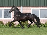 Friesian riproduzione, sella mare 19 anni (nata nel 2007) years old for sale - Photo 5