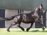Friesian riproduzione, sella mare 19 anni (nata nel 2007) years old for sale - Photo 2
