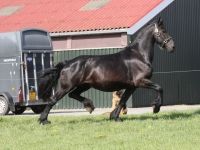 Friesian riproduzione, sella mare 19 anni (nata nel 2007) years old for sale - Photo 3