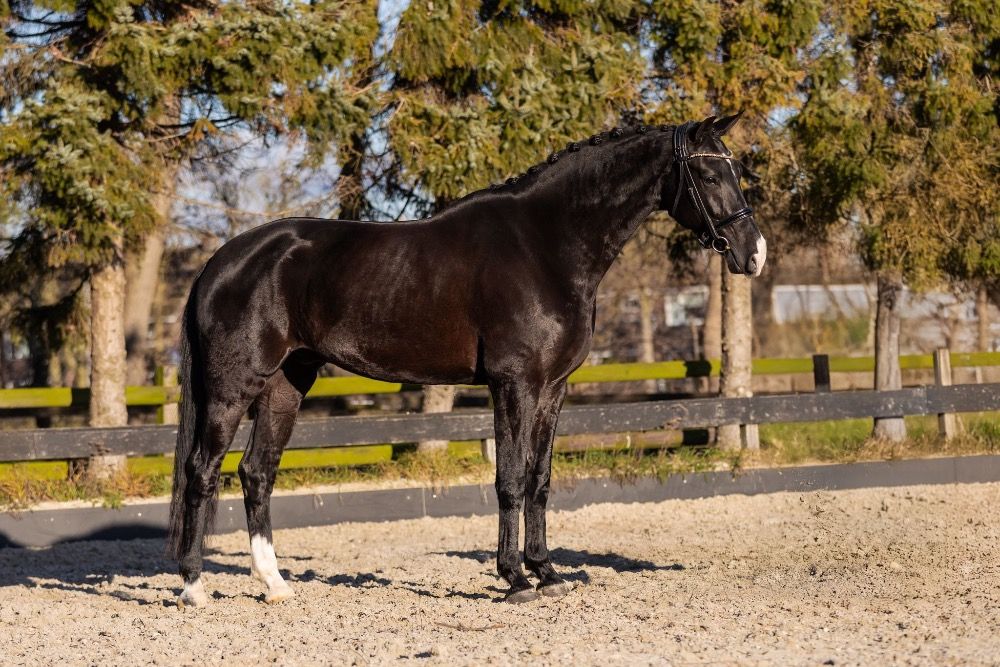 KWPN dressuurpaard Ruin 4 years old Zwart for sale - Photo 2