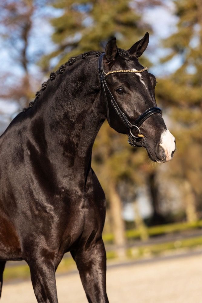 KWPN dressuurpaard Ruin 4 years old Zwart for sale - Main photo