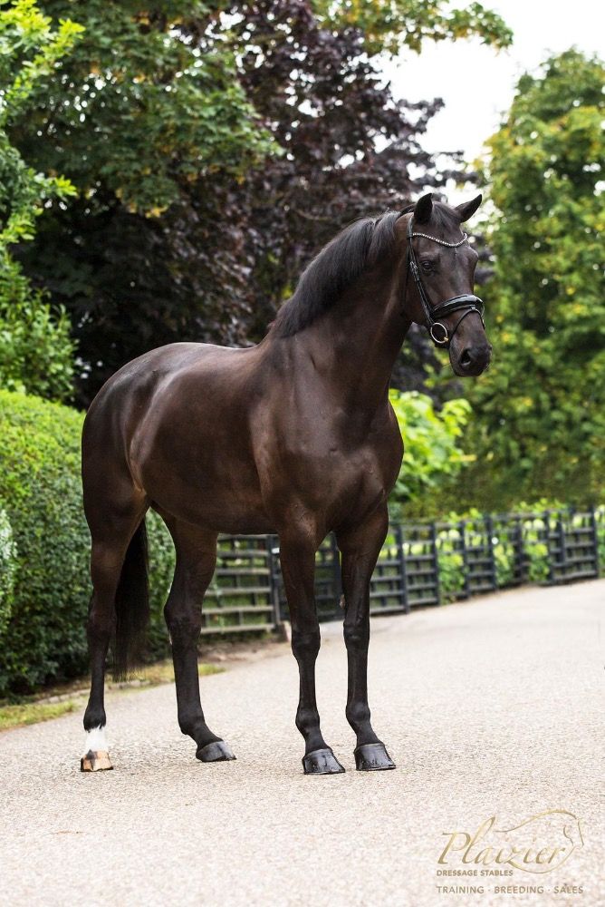 KWPN dressuurpaard Merrie 7 jaar Donkerbruin te koop - Foto 2