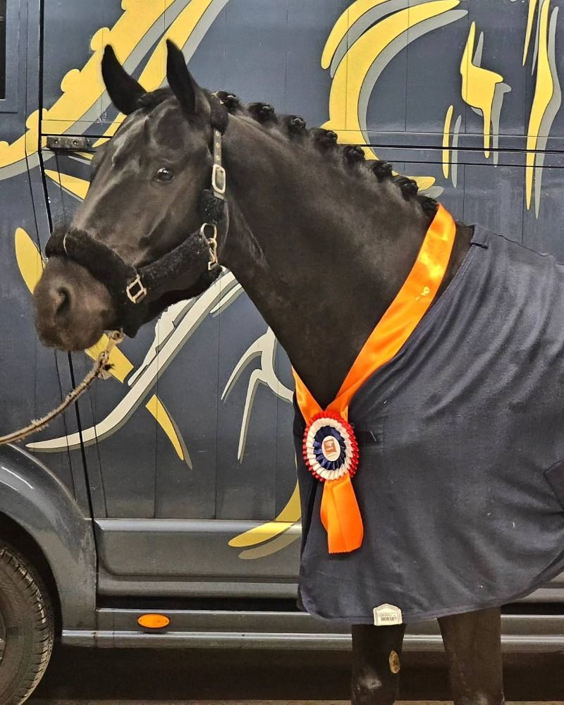 kwpn dressuurpaard ruin 7 jaar zwart te koop - Foto 4