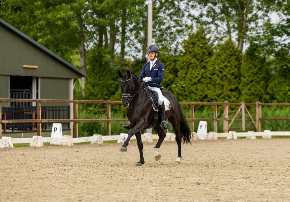 kwpn dressuurpaard ruin 7 jaar zwart te koop - Foto 2