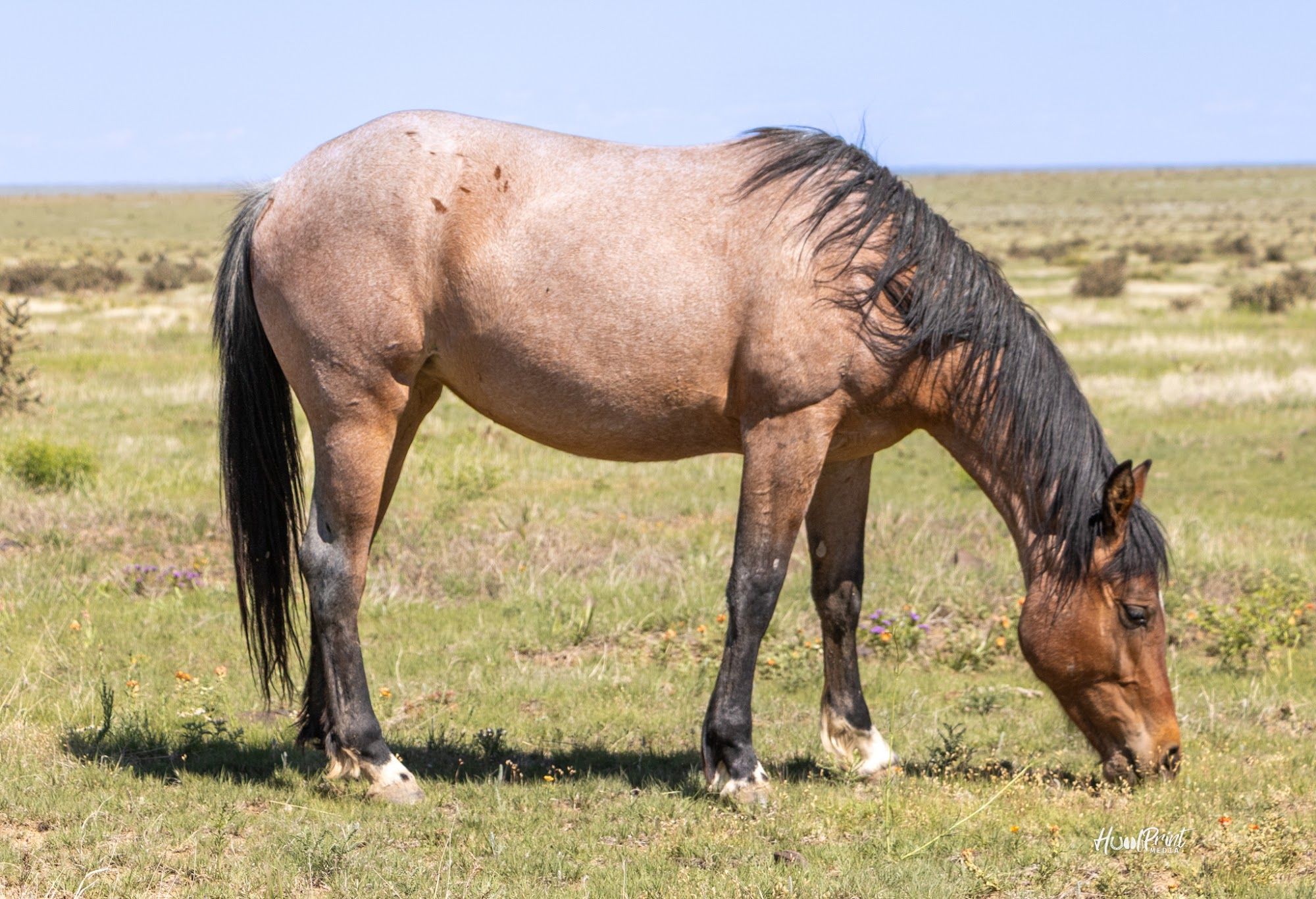 quarter-horse western-paard merrie 3 years old for sale - Photo 2
