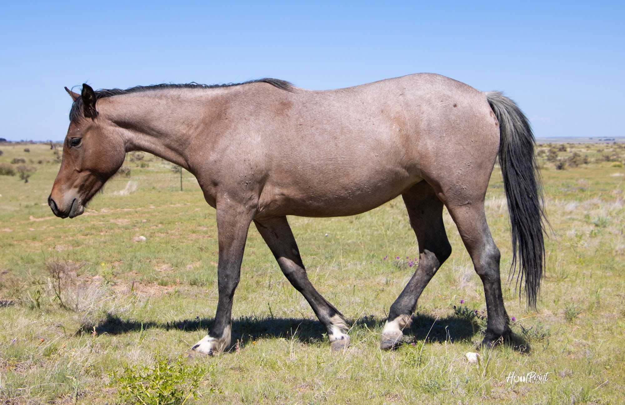 quarter-horse western-paard merrie 3 years old for sale - Photo 3