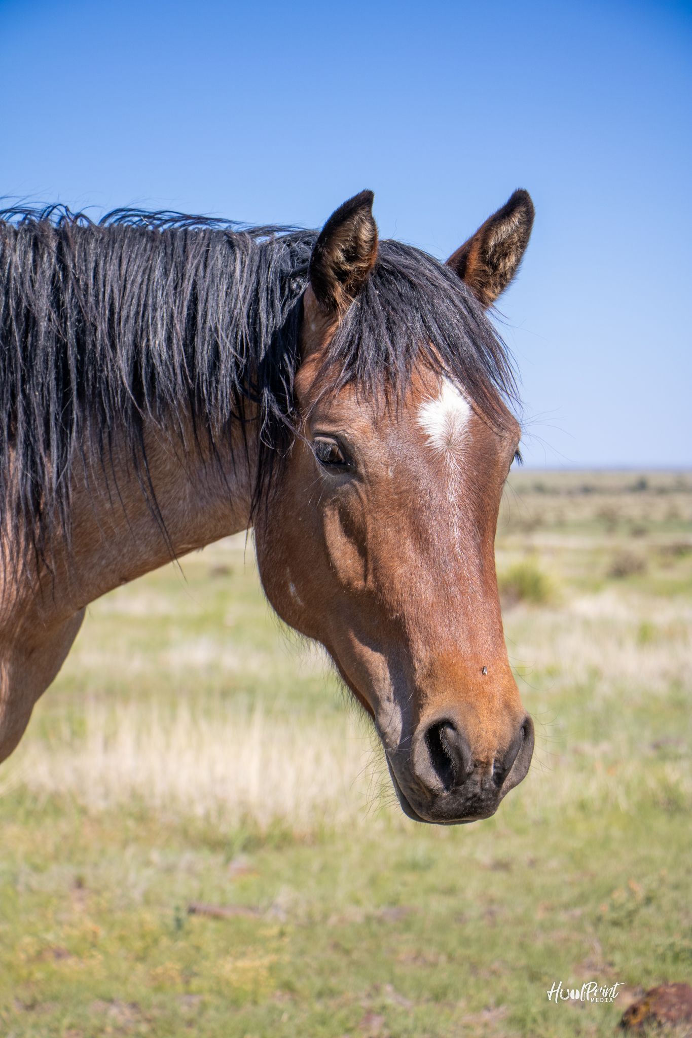 quarter-horse western-paard merrie 3 years old for sale - Photo 4