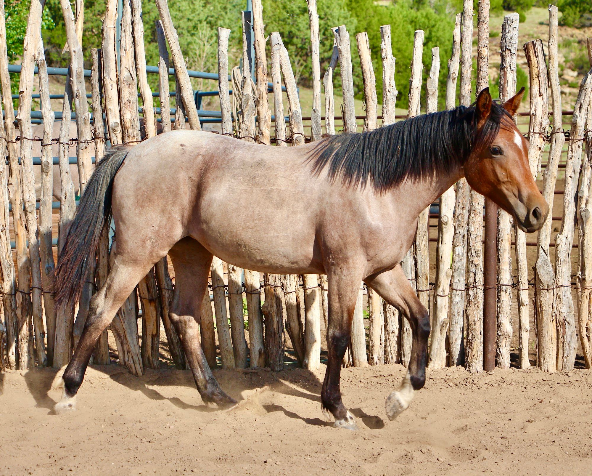 quarter-horse western-paard merrie 3 years old for sale - Photo 5
