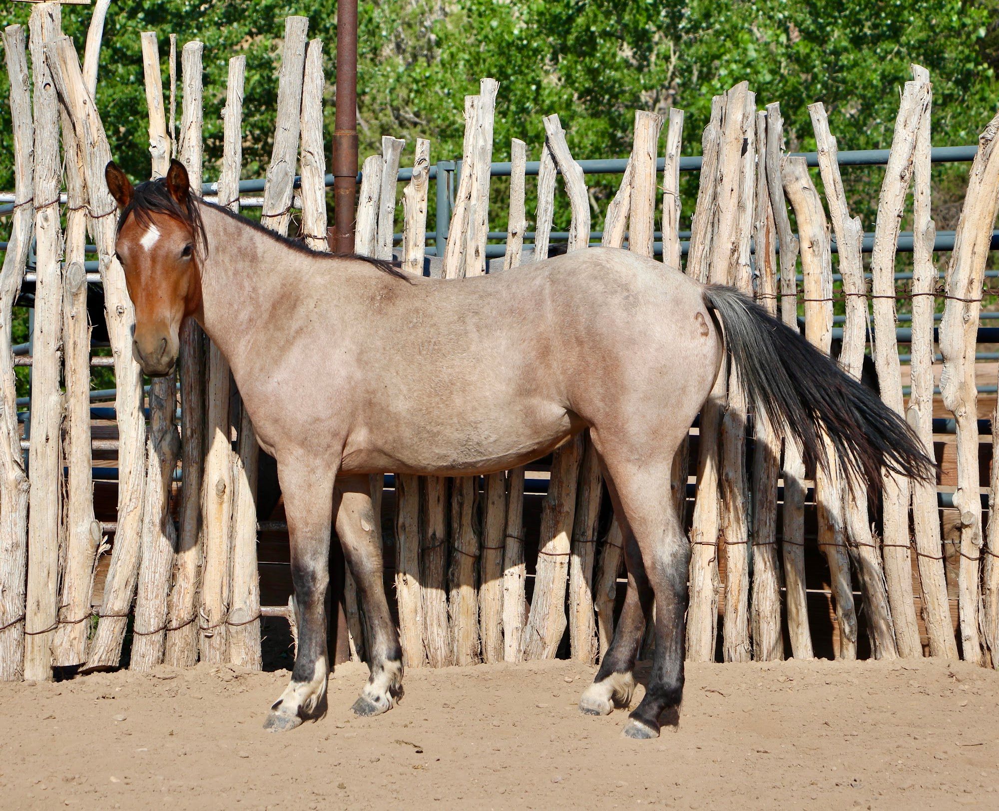 quarter-horse western-paard merrie 3 years old for sale - Photo 6