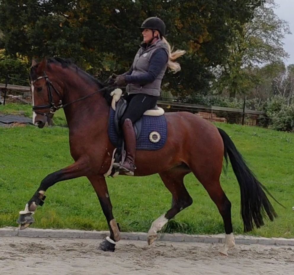 KWPN dressuurpaard Merrie 7 years old Bruin for sale - Photo 4