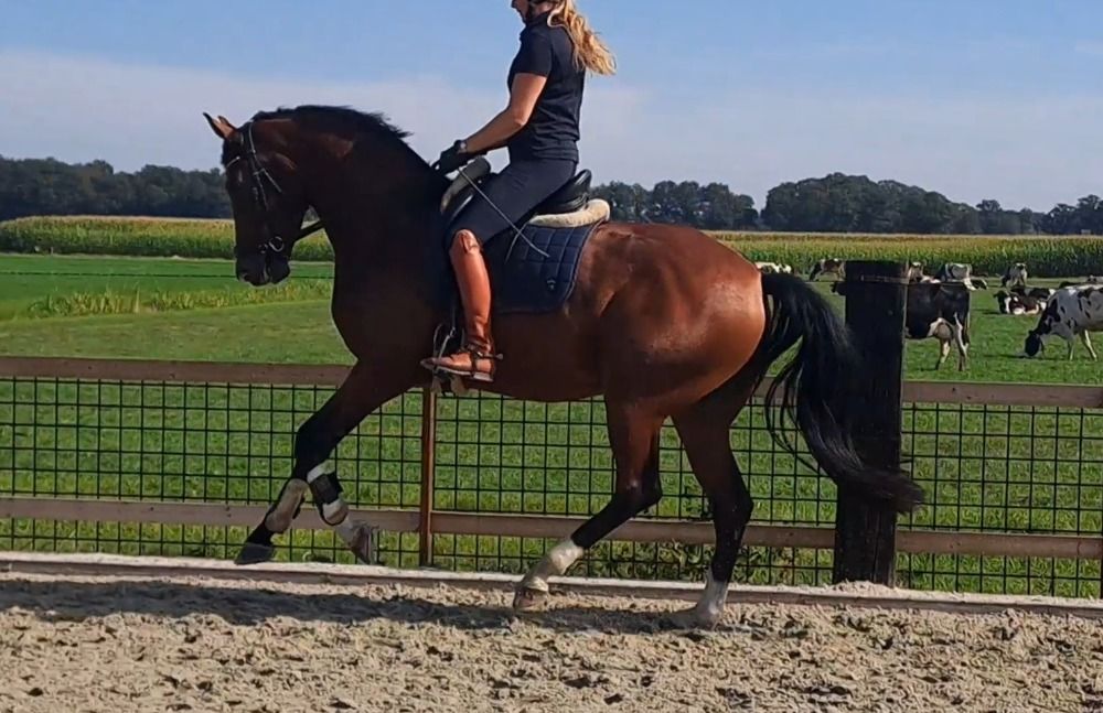 KWPN dressuurpaard Merrie 7 years old Bruin for sale - Photo 3