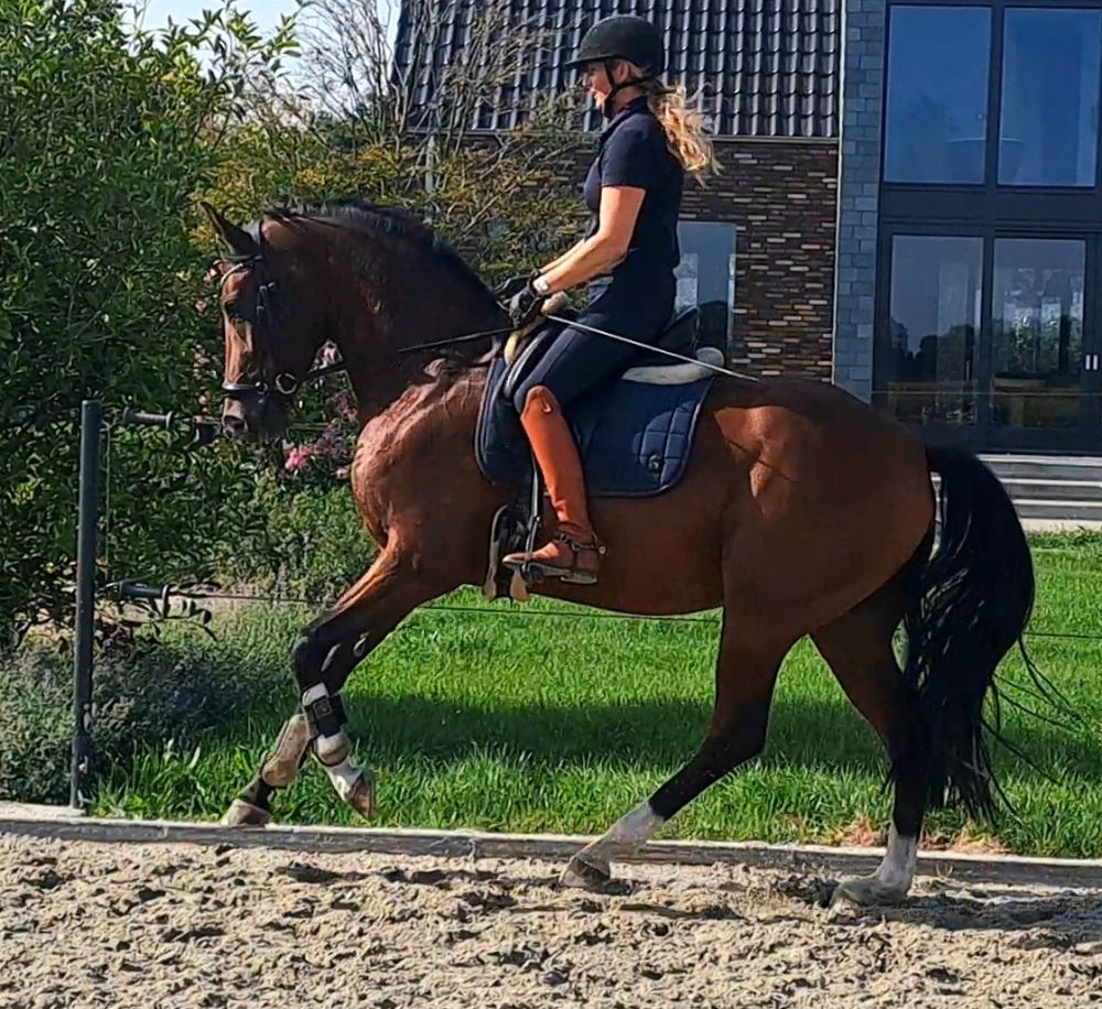 KWPN dressuurpaard Merrie 7 years old Bruin for sale - Photo 5