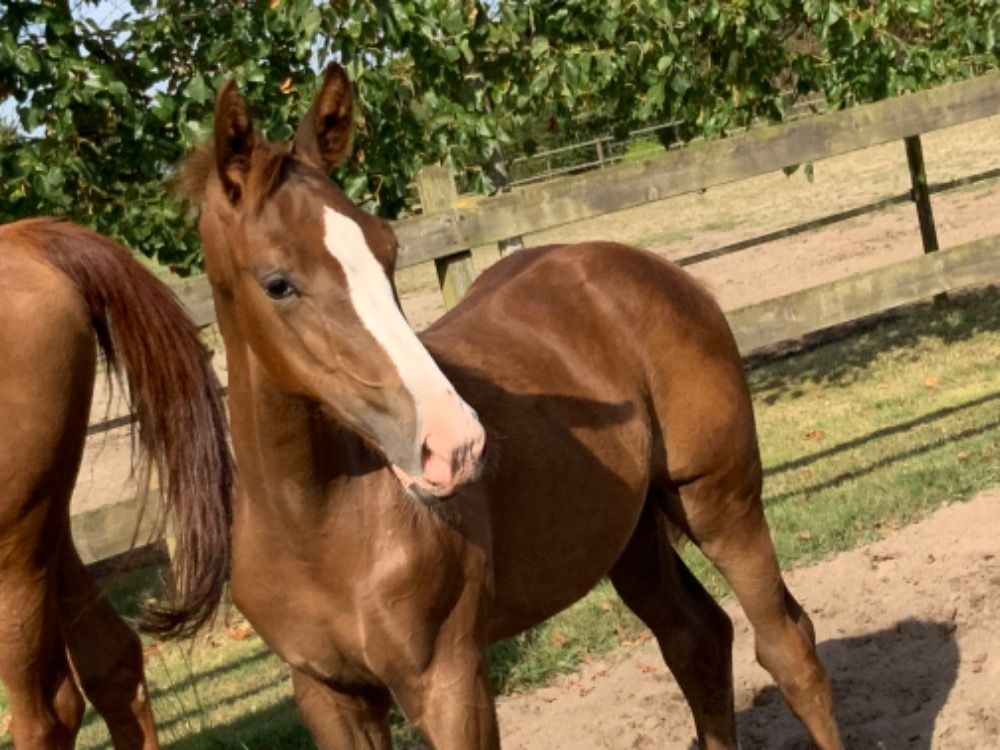 KWPN paard Hengst Vos te koop - Foto 3
