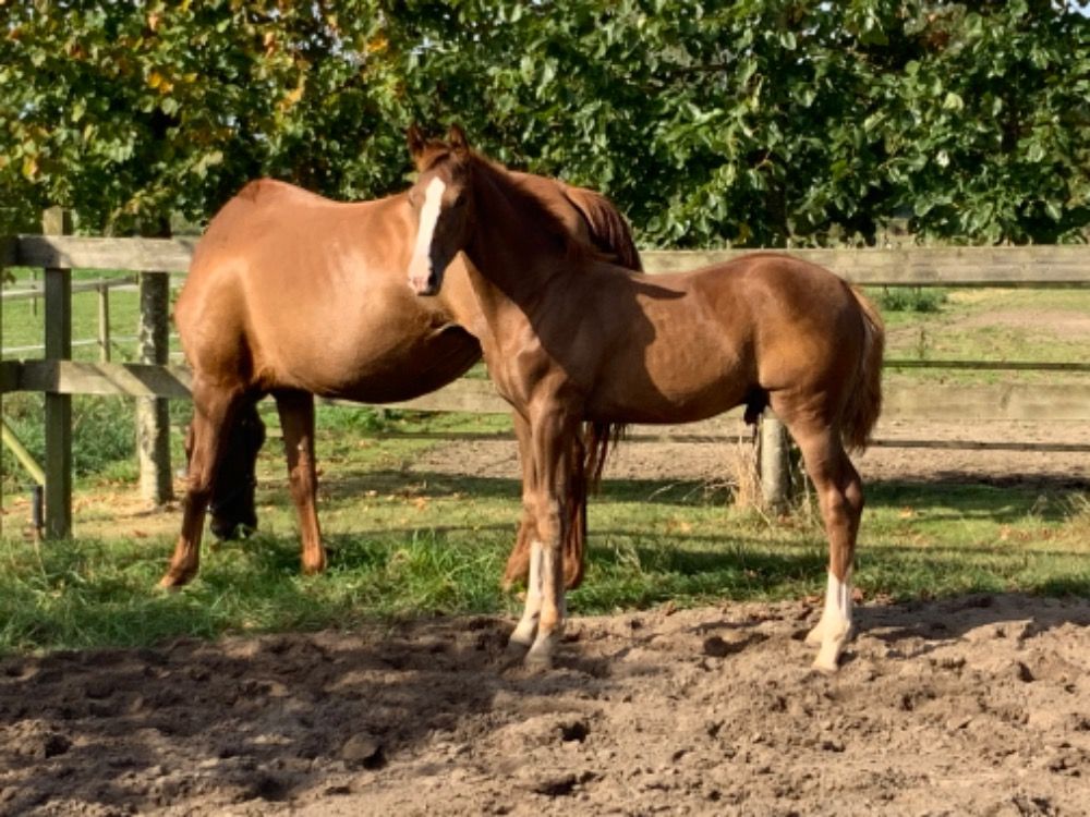 KWPN paard Hengst Vos te koop - Foto 2