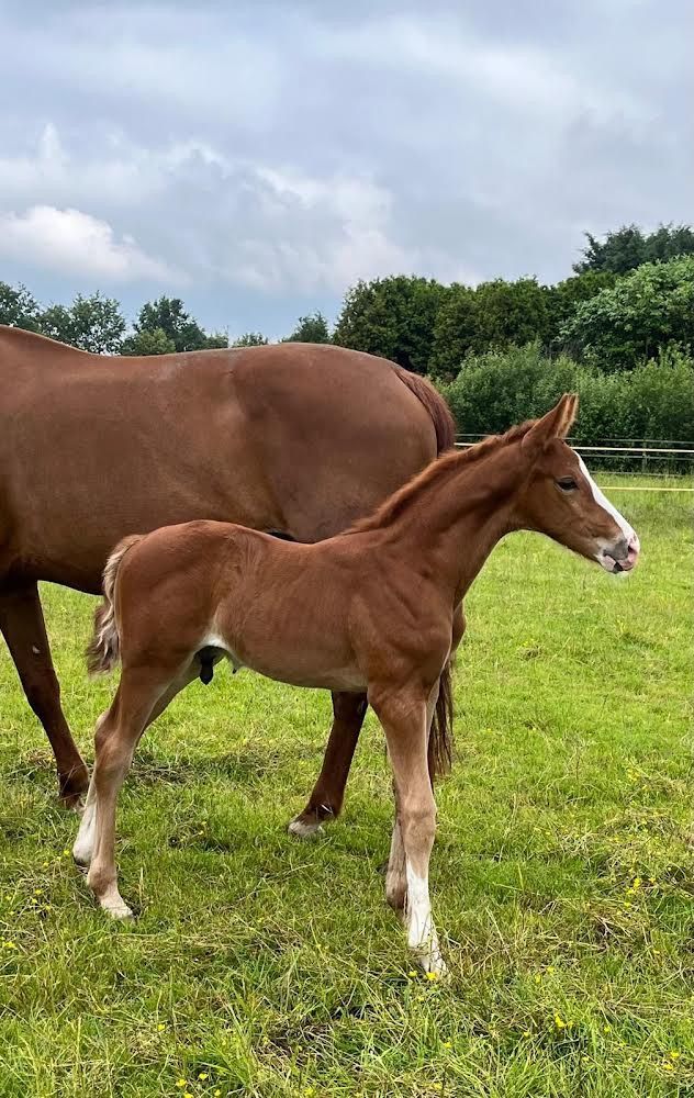 KWPN paard Hengst Vos te koop - Foto 4