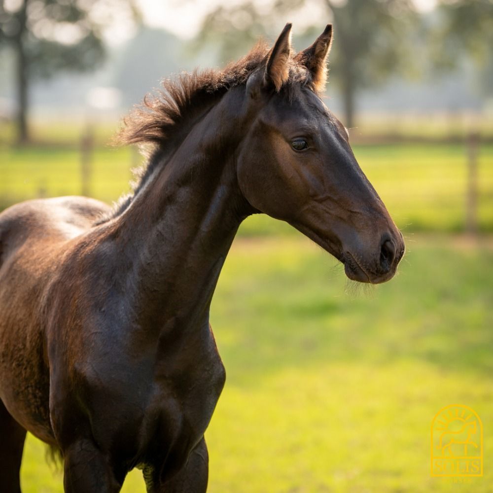 Oldenburg dressuurpaard Hengst te koop - Foto 2