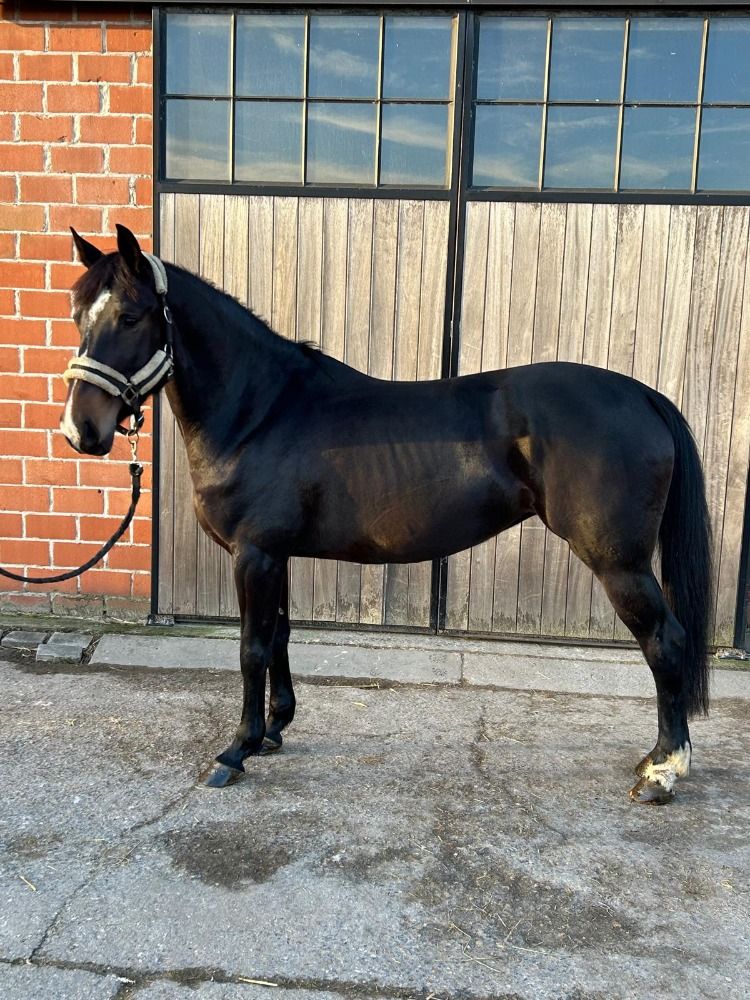 Zangersheide recreatie paard Merrie 6 jaar Zwart te koop - Foto 2