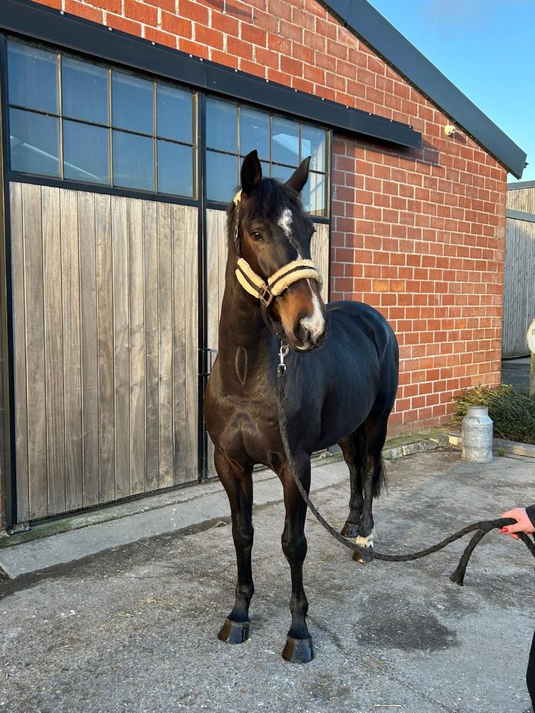 Super chique merrie met top papier - amateurpaard / fokmerrie