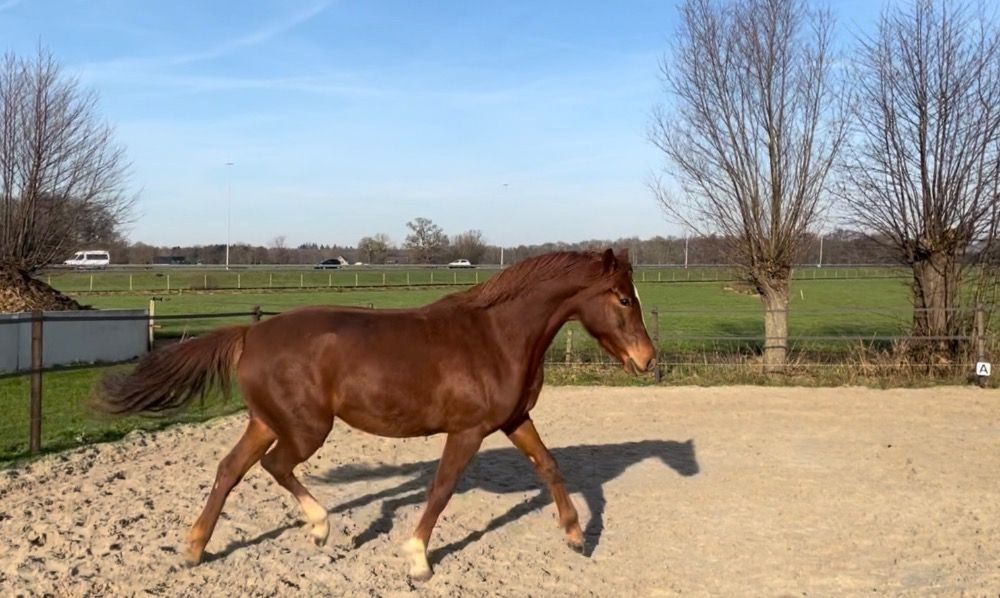 nrps dressuurpaard merrie 4 years old vos for sale - Photo 2
