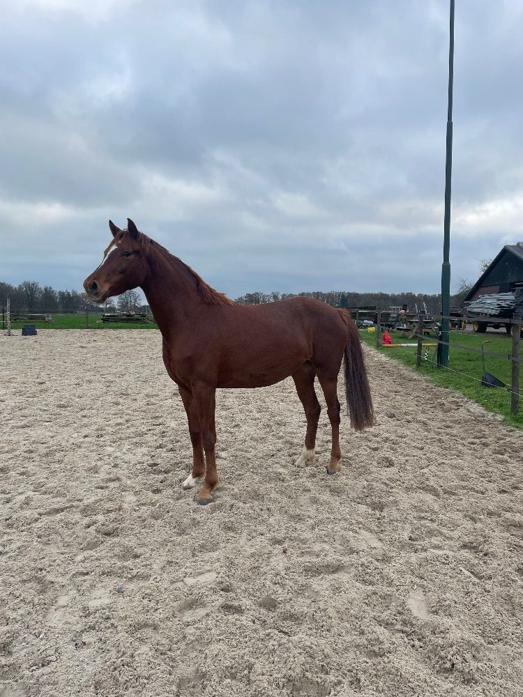Beautiful young (still green) mare