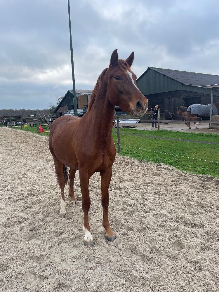 nrps dressuurpaard merrie 4 years old vos for sale - Photo 4